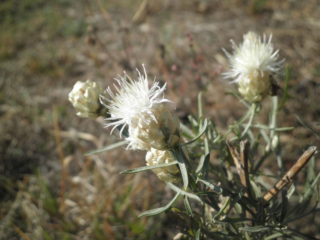 Изображение особи Centaurea margaritacea.