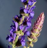 Salvia tesquicola. Часть распустившегося соцветия и верхушка нераспустившегося соцветия (справа). Воронежская обл., Павловский р-н, окр. с. Михайловка (Шипов лес). 17.06.2011.