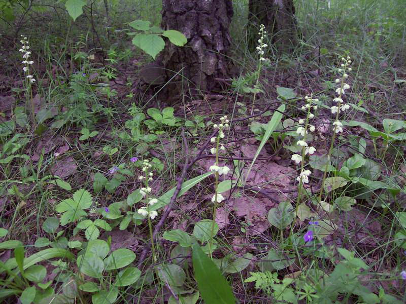 Image of Pyrola rotundifolia specimen.