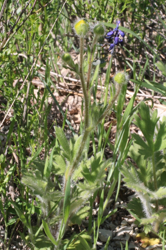 Image of Ranunculus oxyspermus specimen.