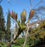 Juglans regia. Верхушка побега с молодыми листьями. Крым, Ялта, в культуре. 16 апреля 2012 г.