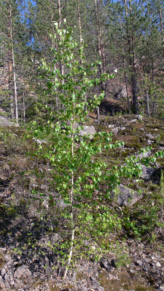 Изображение особи Betula pendula.