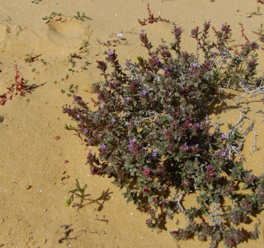 Изображение особи Moltkiopsis ciliata.