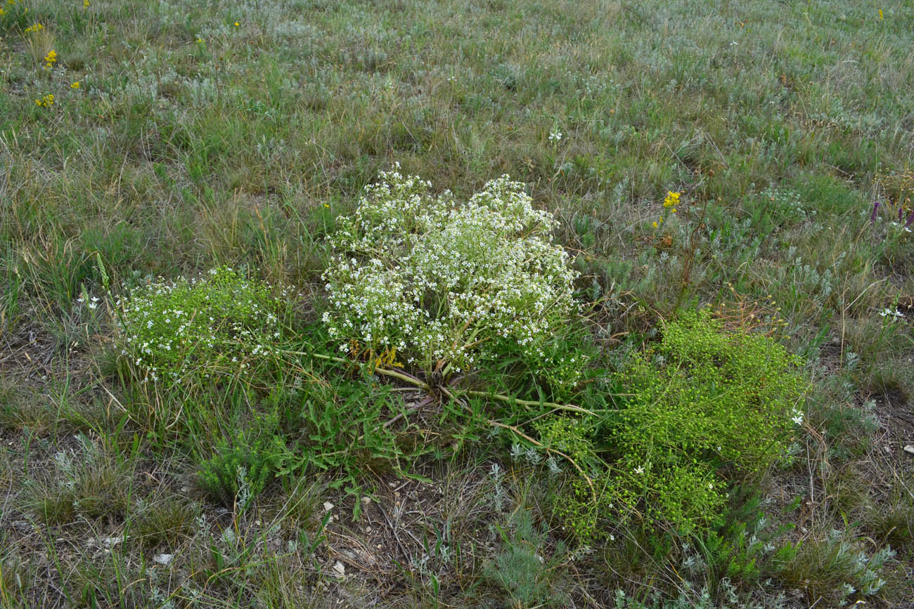 Image of Crambe tataria specimen.