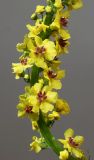 Verbascum nigrum. Часть соцветия. Германия, г. Кемпен, на лугу. 17.06.2012.