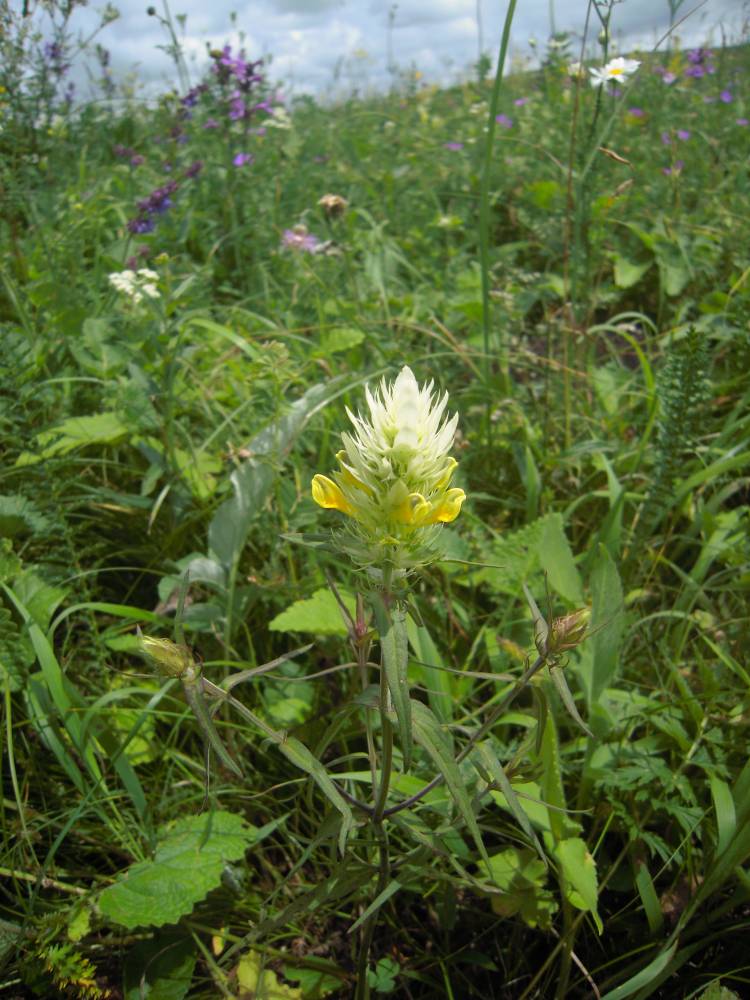 Image of Melampyrum argyrocomum specimen.