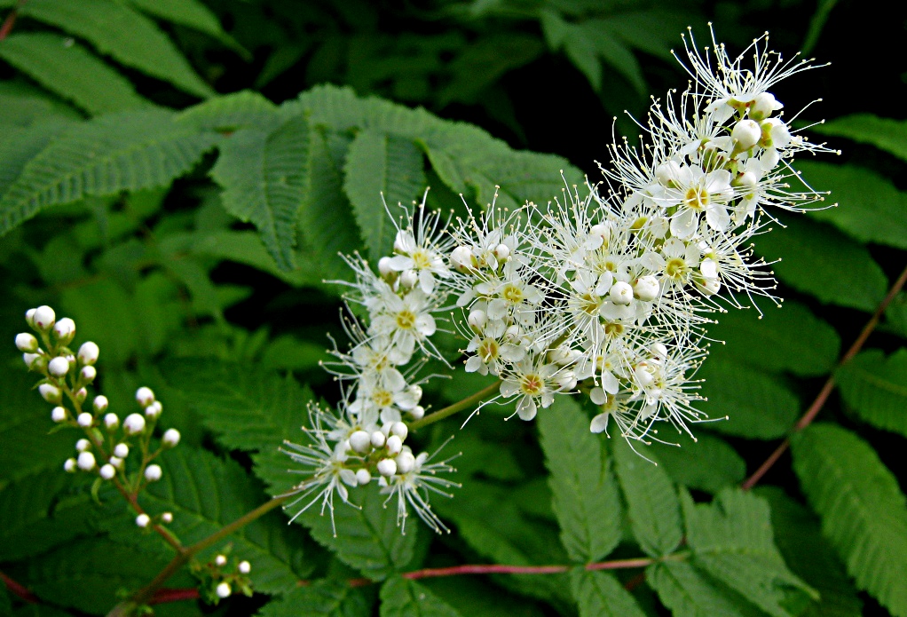 Image of Sorbaria sorbifolia specimen.