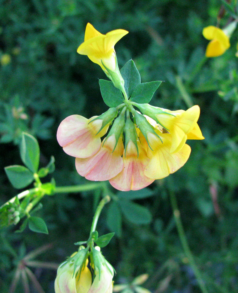 Image of Lotus corniculatus specimen.