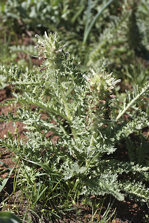 Image of Pedicularis olgae specimen.