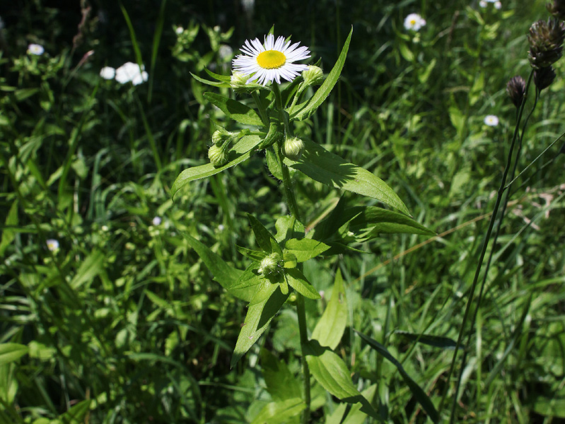 Image of Erigeron annuus specimen.