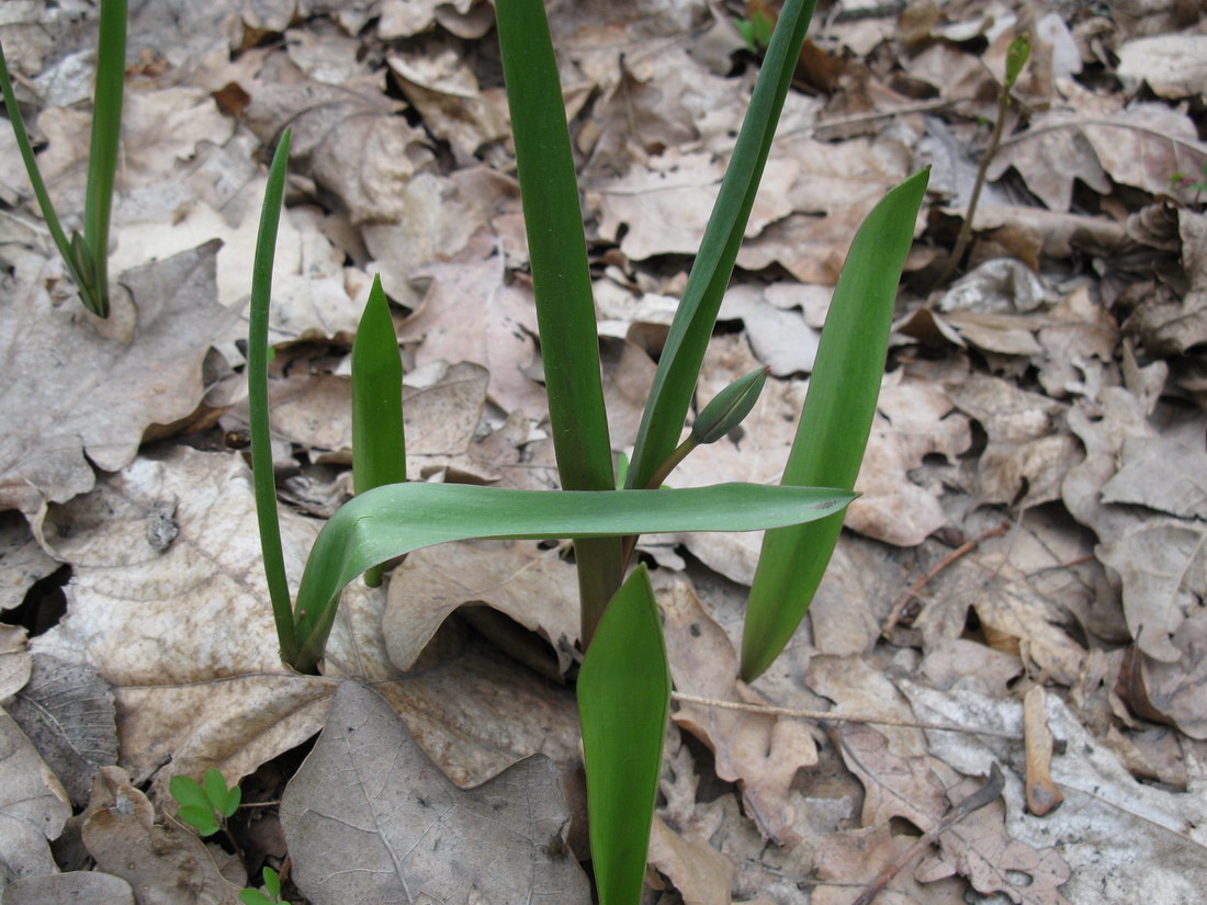 Изображение особи Tulipa biebersteiniana.