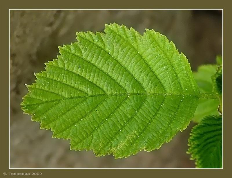 Image of Alnus incana specimen.