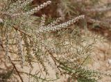 genus Tamarix. Ветви с соцветиями. Египет, Синай, окр. Нувейбы, Цветной каньон. 20.02.2009.