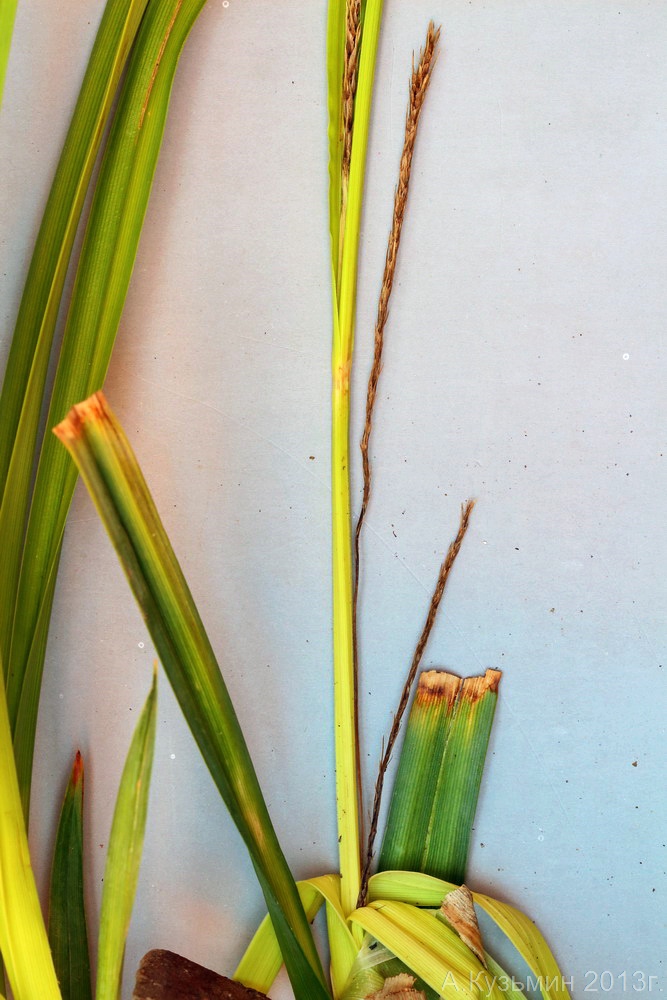 Image of Carex &times; toezensis specimen.