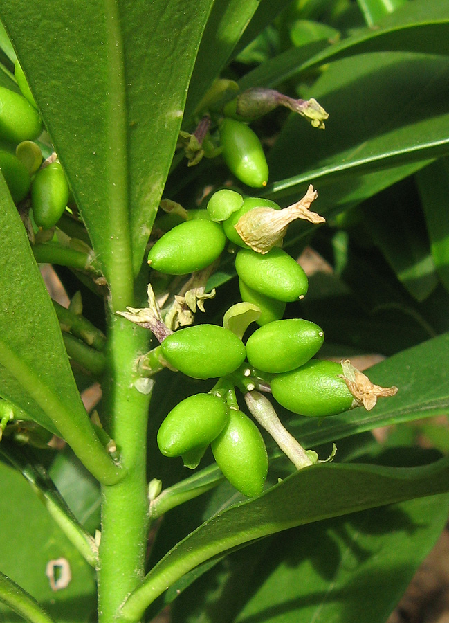 Image of Daphne laureola specimen.