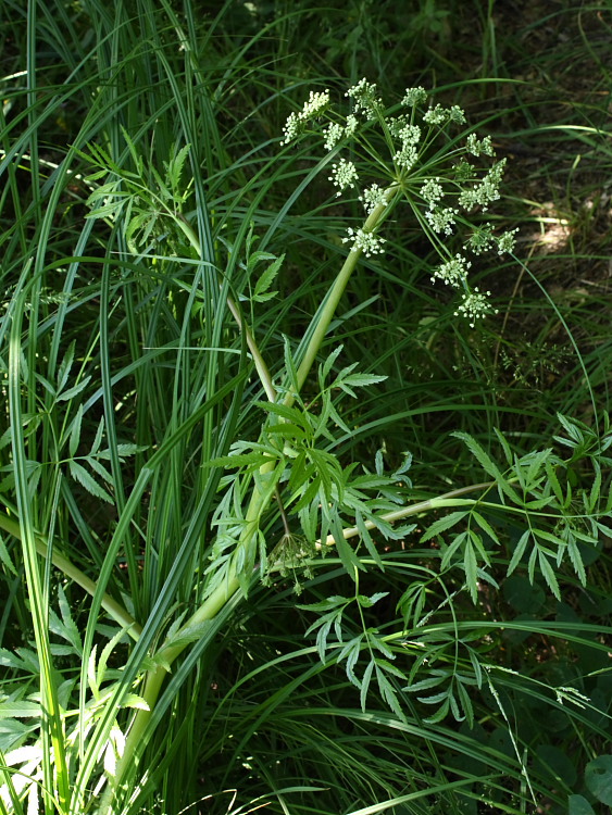 Image of Cicuta virosa specimen.