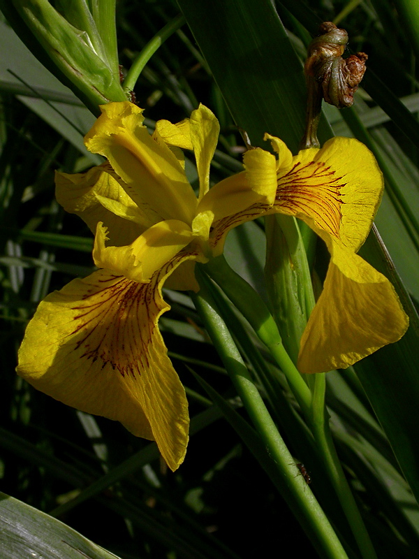 Image of Iris pseudacorus specimen.