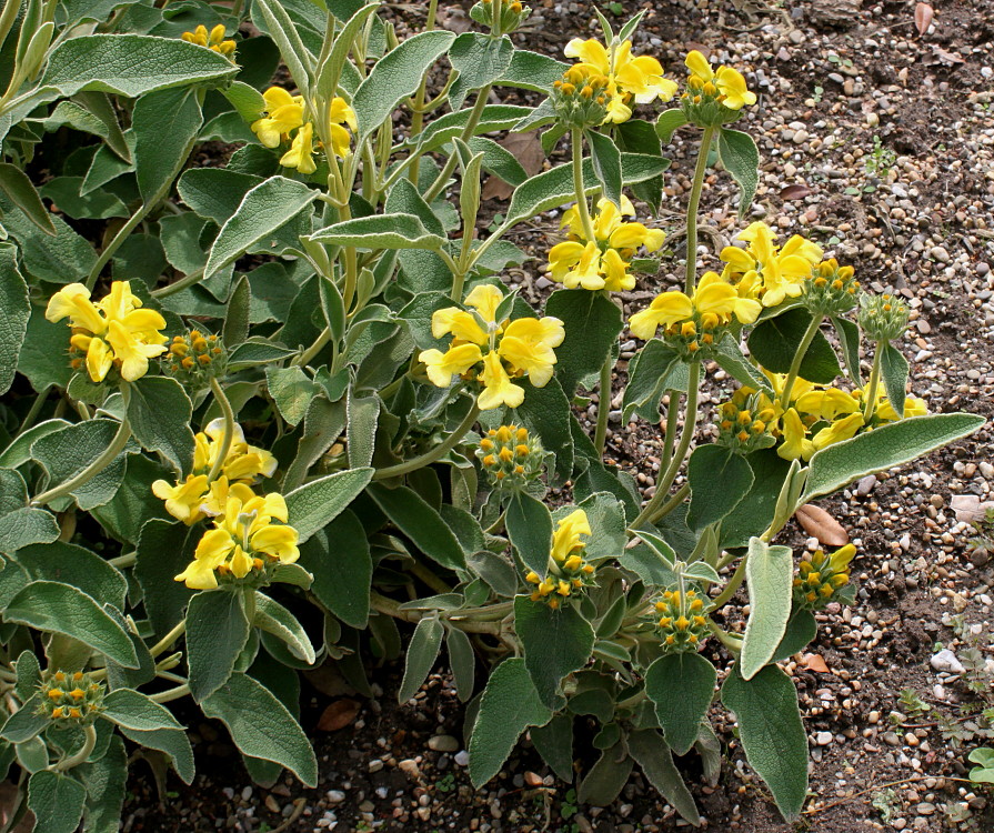 Image of Phlomis fruticosa specimen.