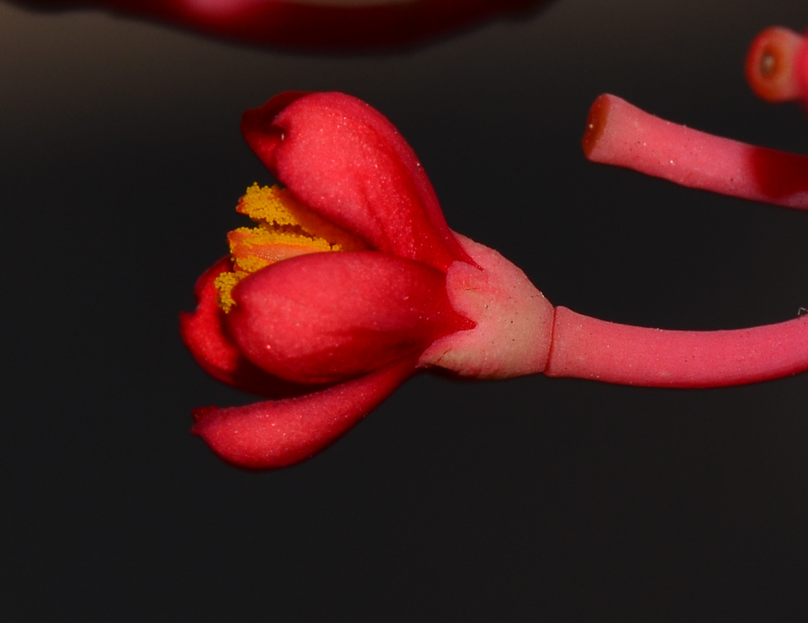 Image of Jatropha multifida specimen.