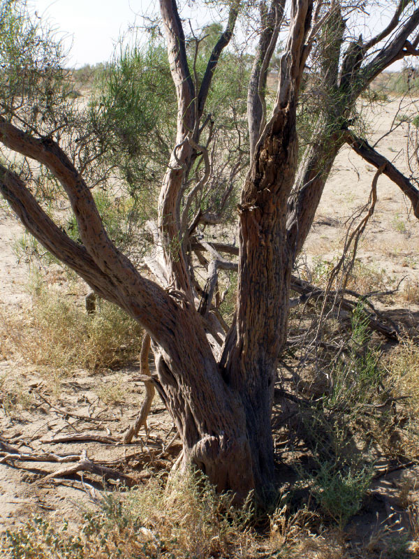 Image of Haloxylon aphyllum specimen.