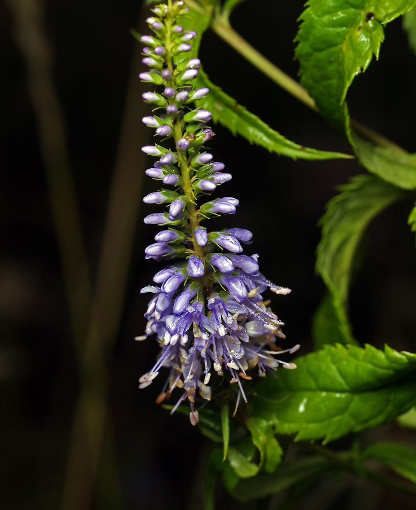 Изображение особи Veronica longifolia.