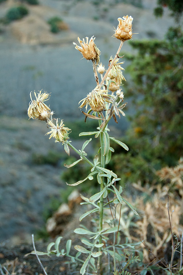 Image of Centaurea salonitana specimen.