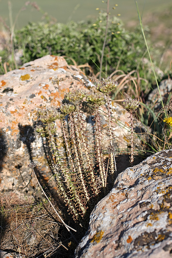 Image of genus Pseudosedum specimen.