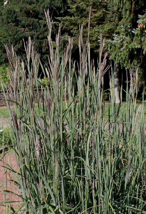 Изображение особи Andropogon gerardii.