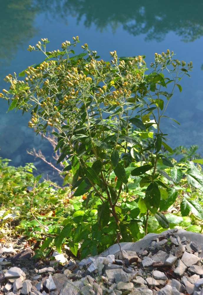 Image of Inula conyza specimen.