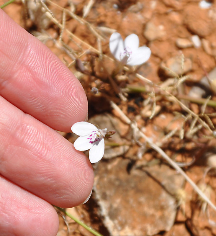 Image of Rhinacanthus scoparius specimen.