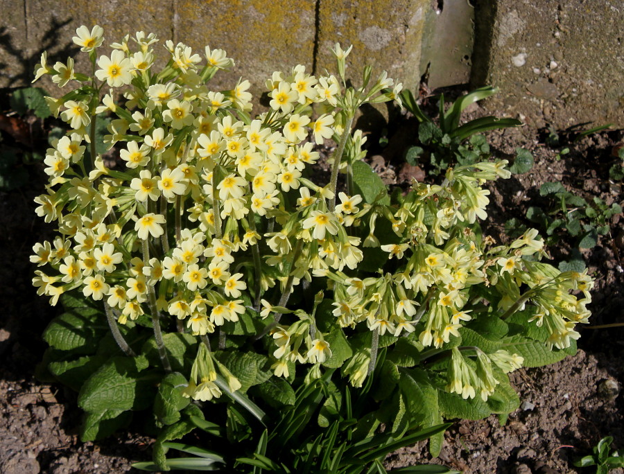 Image of Primula elatior specimen.