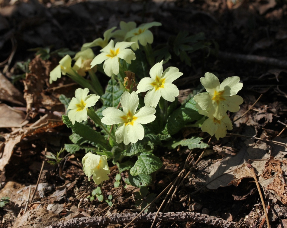 Image of Primula vulgaris specimen.