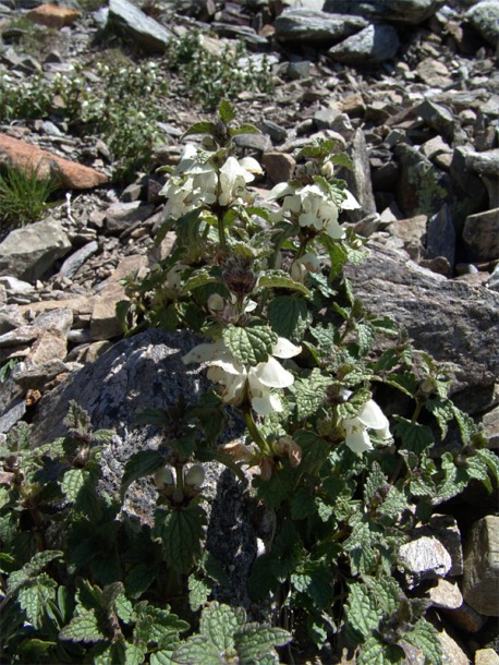 Image of Lamium tomentosum specimen.