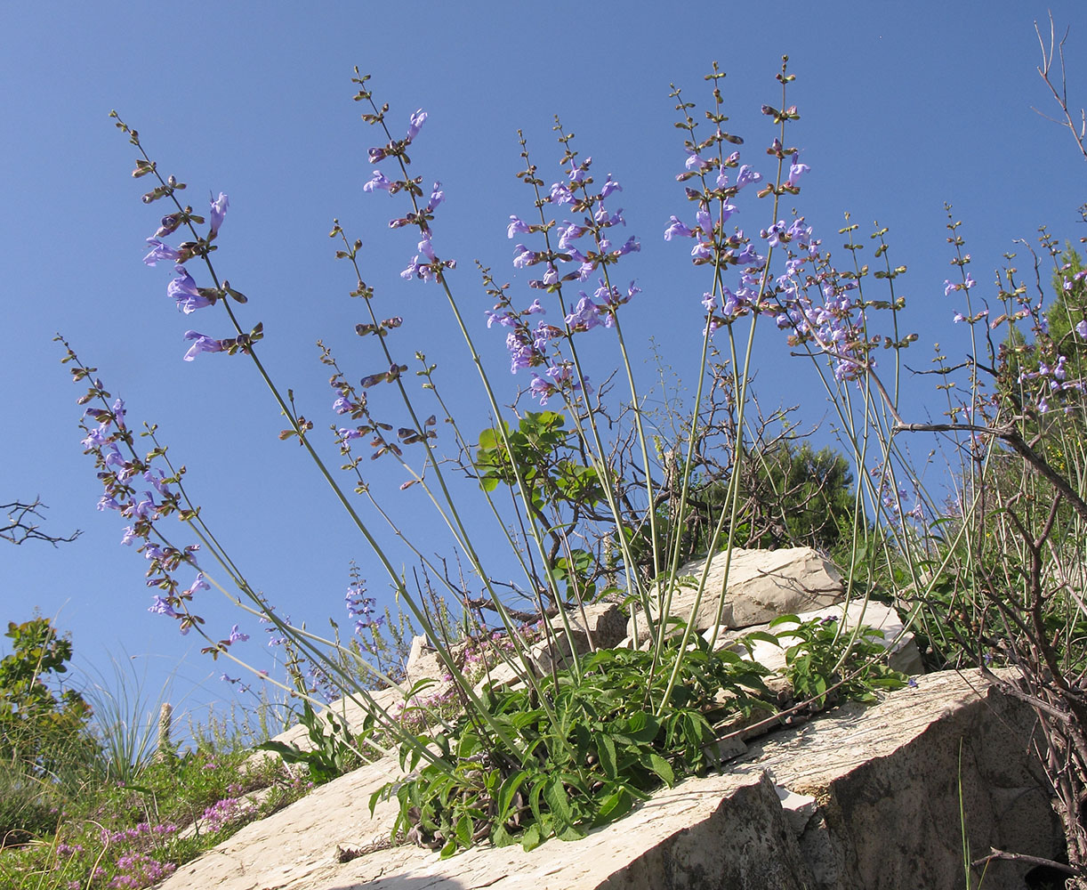 Image of Salvia ringens specimen.