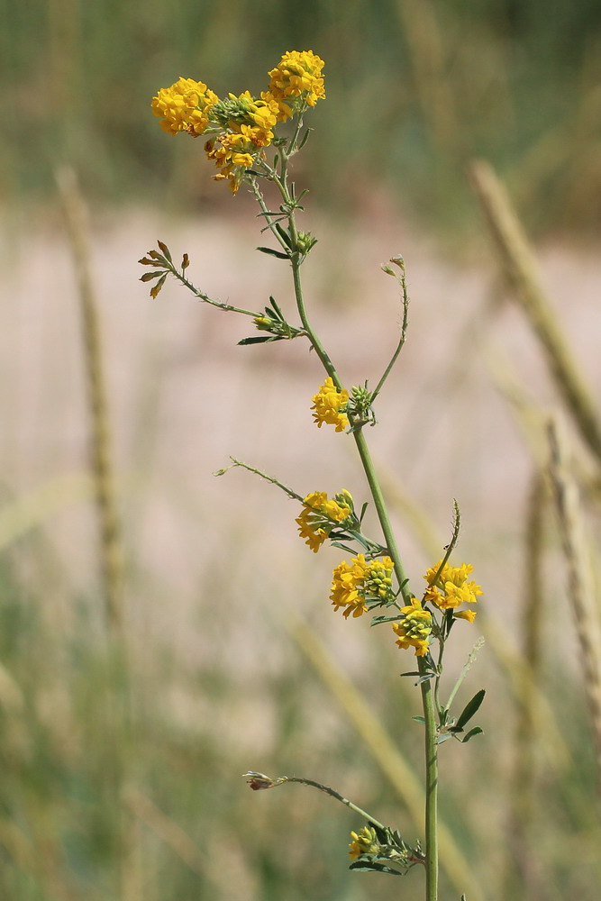 Image of Medicago falcata specimen.