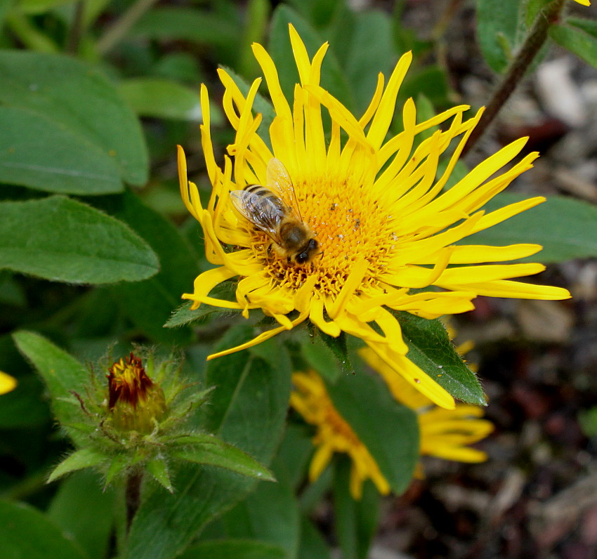 Изображение особи Inula hirta.