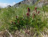 Rumex acetosa. Цветущие растения. Кольский п-ов, Восточный Мурман, Дальние Зеленцы, берег оз. Промерное. 29.06.2014.