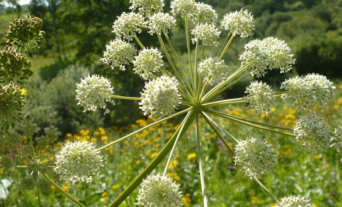 Image of Angelica sylvestris specimen.