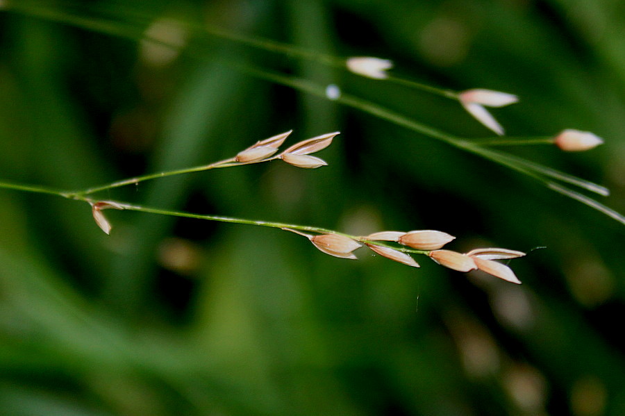 Image of Melica uniflora specimen.