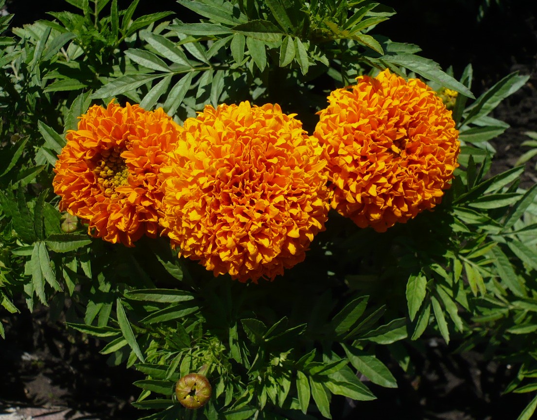 Image of Tagetes erecta specimen.