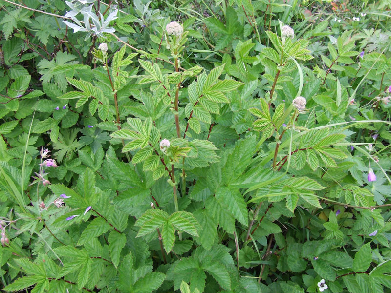 Изображение особи Filipendula ulmaria.