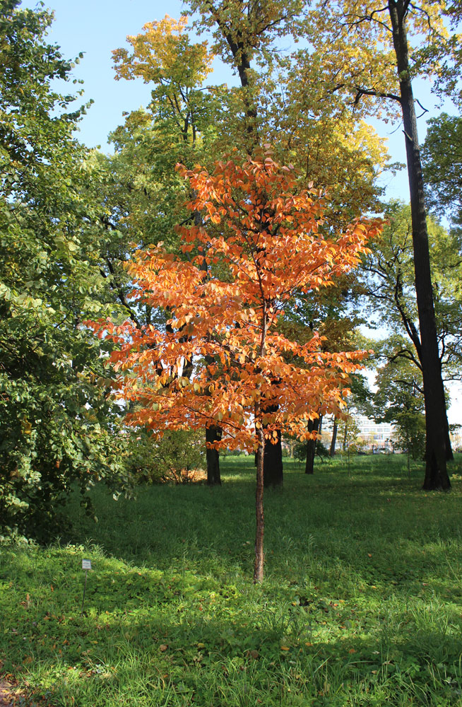 Изображение особи Cerasus sachalinensis.