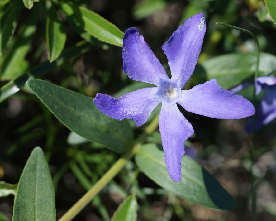 Изображение особи Vinca herbacea.