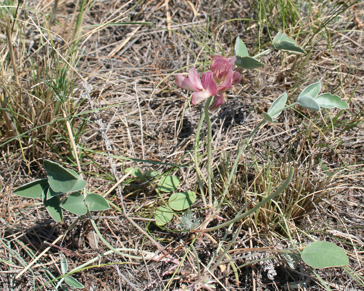 Image of Hedysarum splendens specimen.