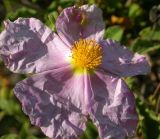 Смотреть изображение Cistus tauricus