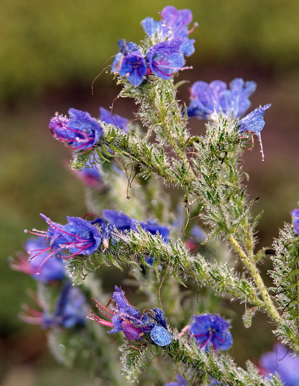 Image of Echium vulgare specimen.