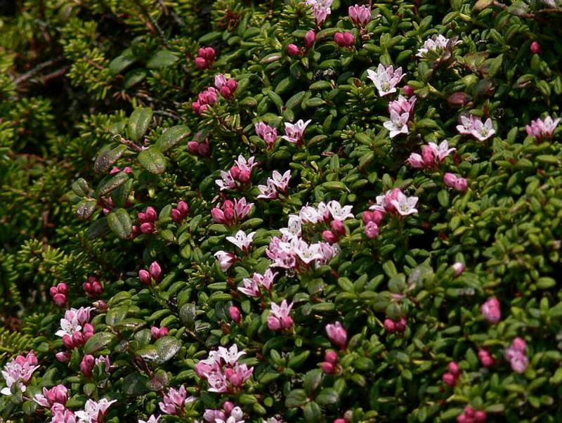 Image of Loiseleuria procumbens specimen.