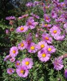 Symphyotrichum novae-angliae