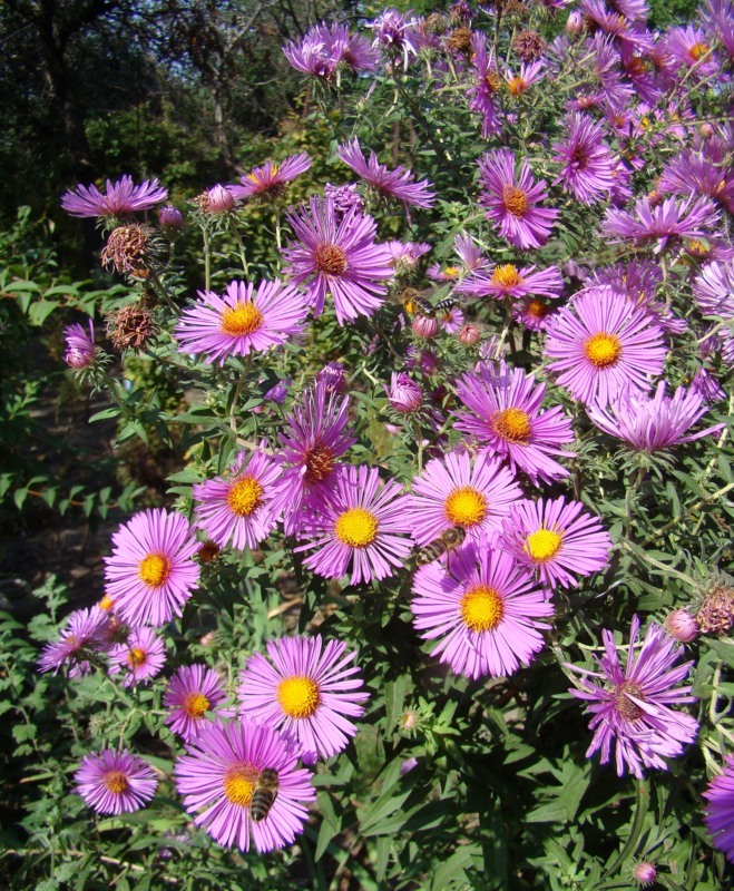 Изображение особи Symphyotrichum novae-angliae.