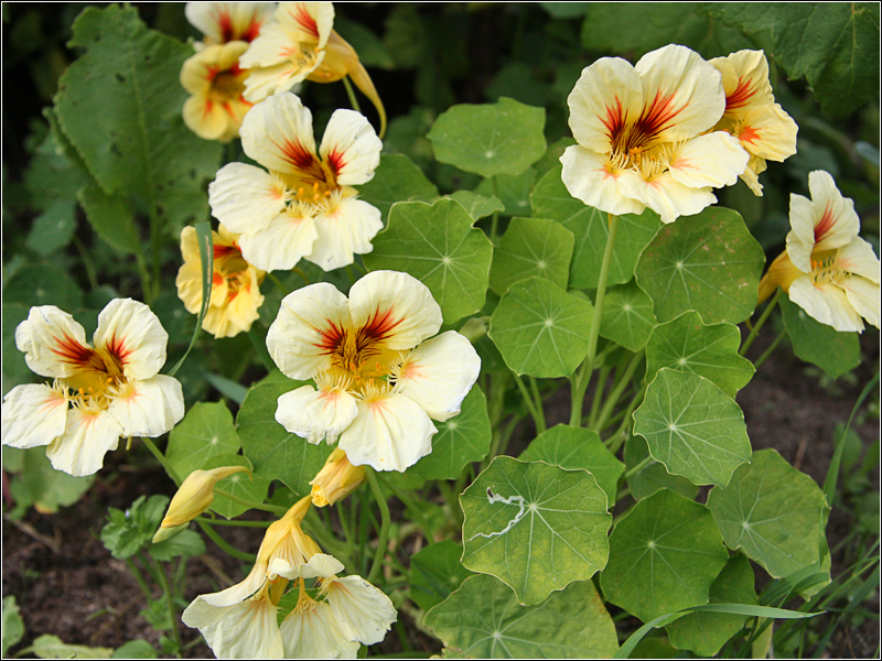 Image of Tropaeolum majus specimen.